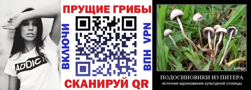 Псилоцибиновые грибы Psilocybe  как найти закладки  Пошехонье 